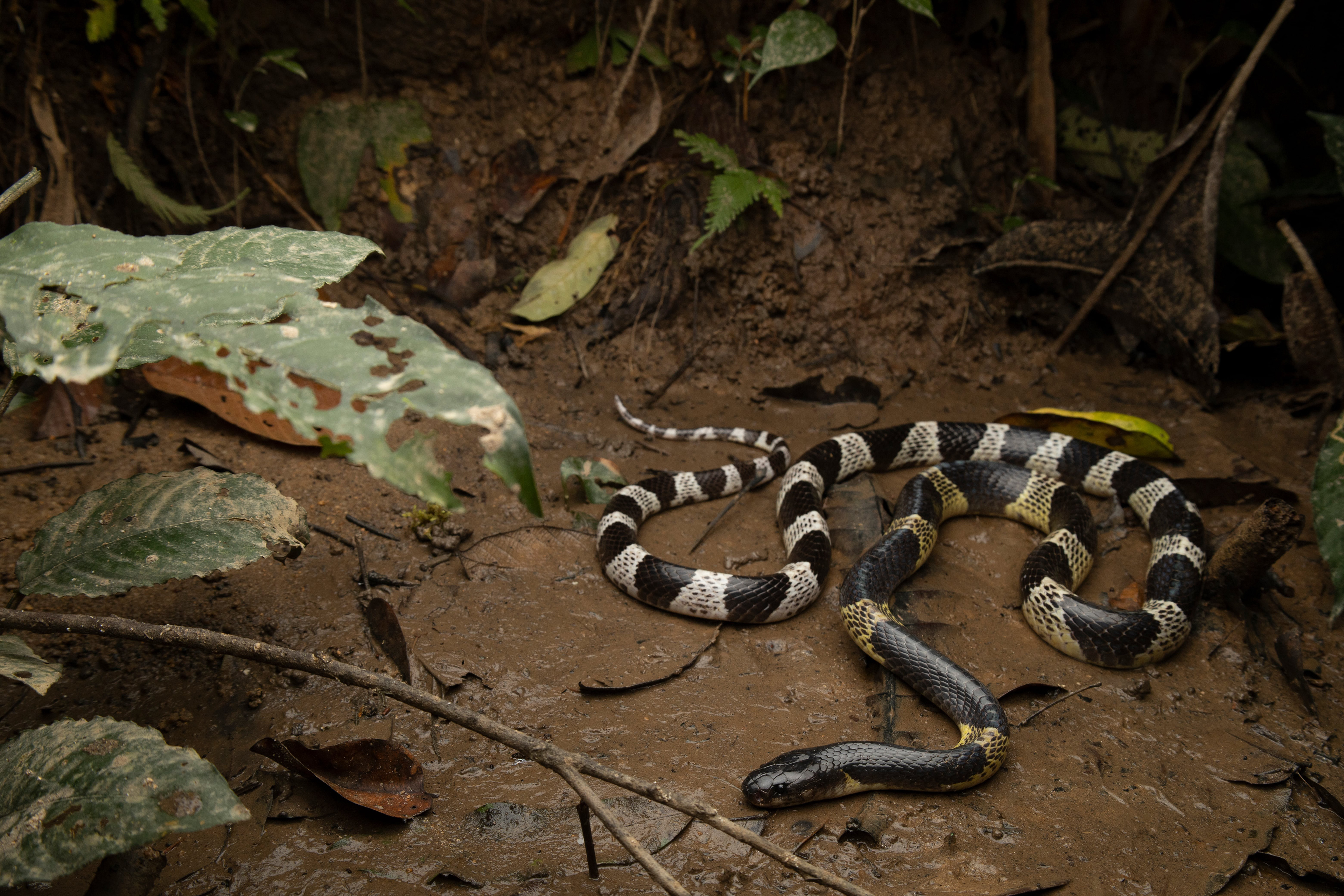 Malayan krait (Bungarus candidus)