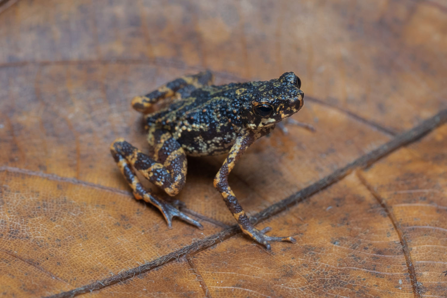 Phuket stream toad (Ansonia phuketensis)