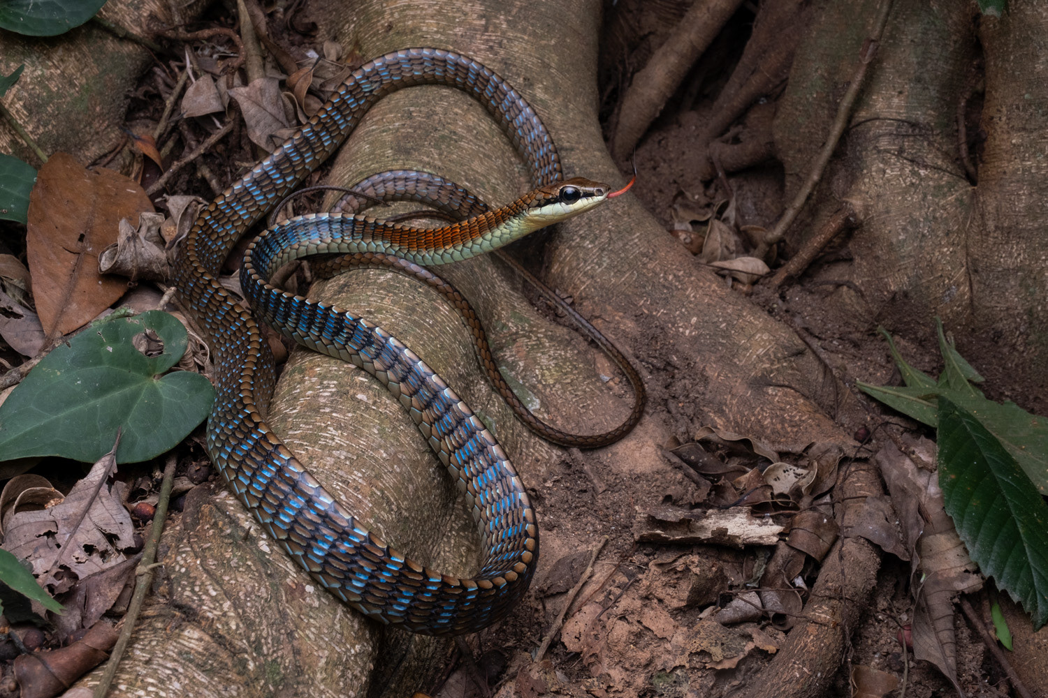 Kopstein's bronzeback (Dendrelaphis kopsteini).