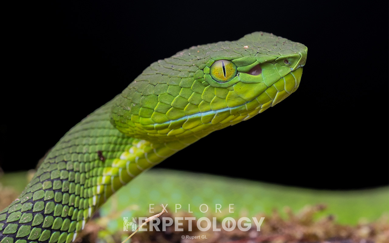 Cameron Highlands pit viper (Trimeresurus nebularis)