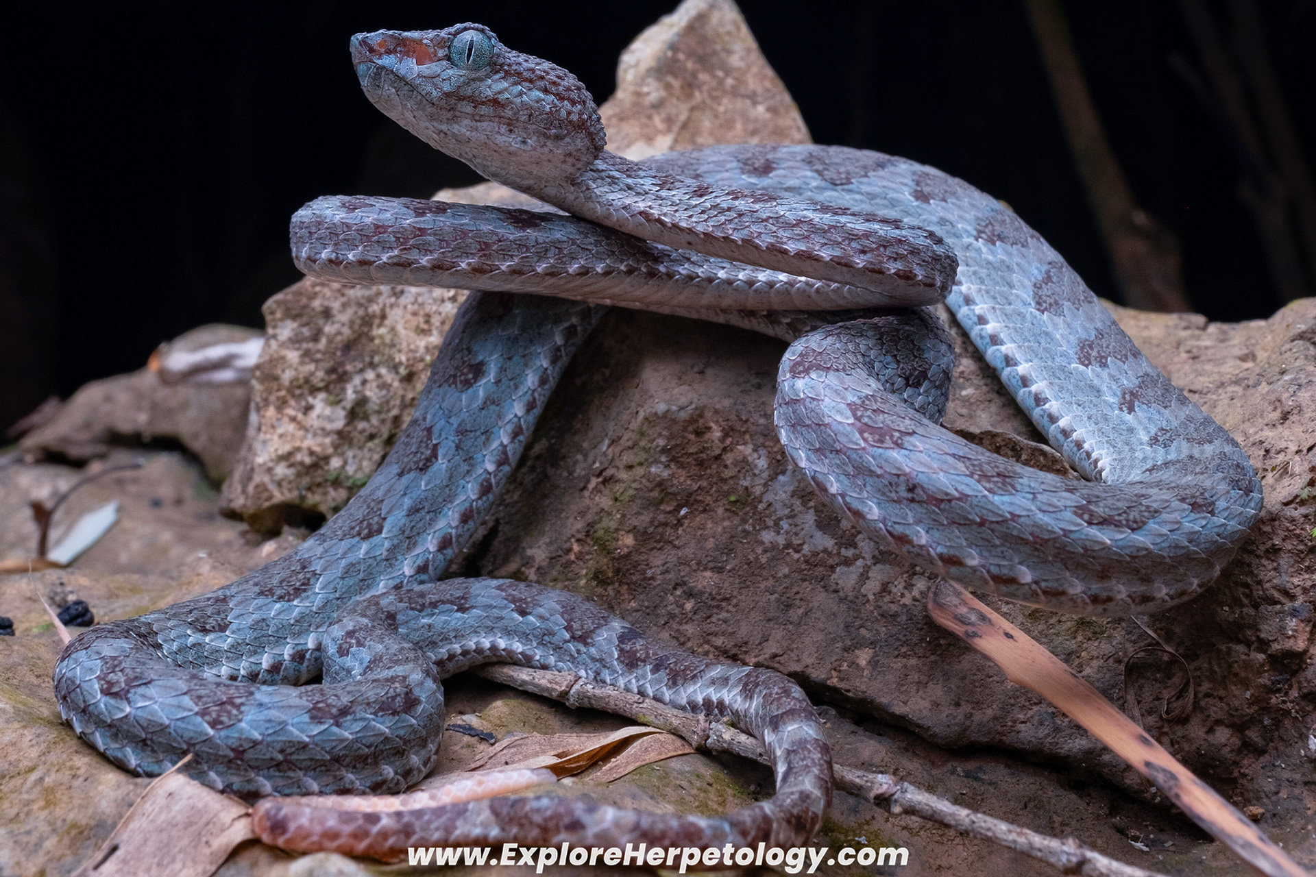 Truong Son pit viper (Trimeresurus truongsonensis).