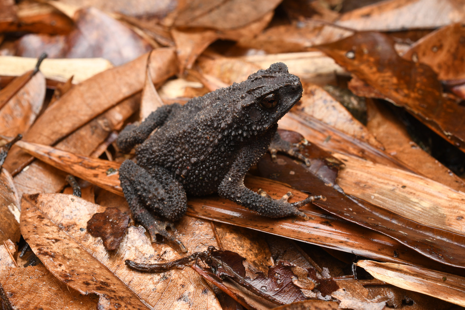 Melanistic lesser toad (Ingerophrynus parvus).
