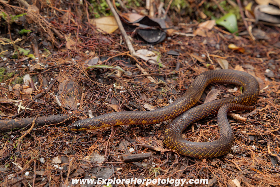 Schulz's reed snake (Macrocalamus schulzi).