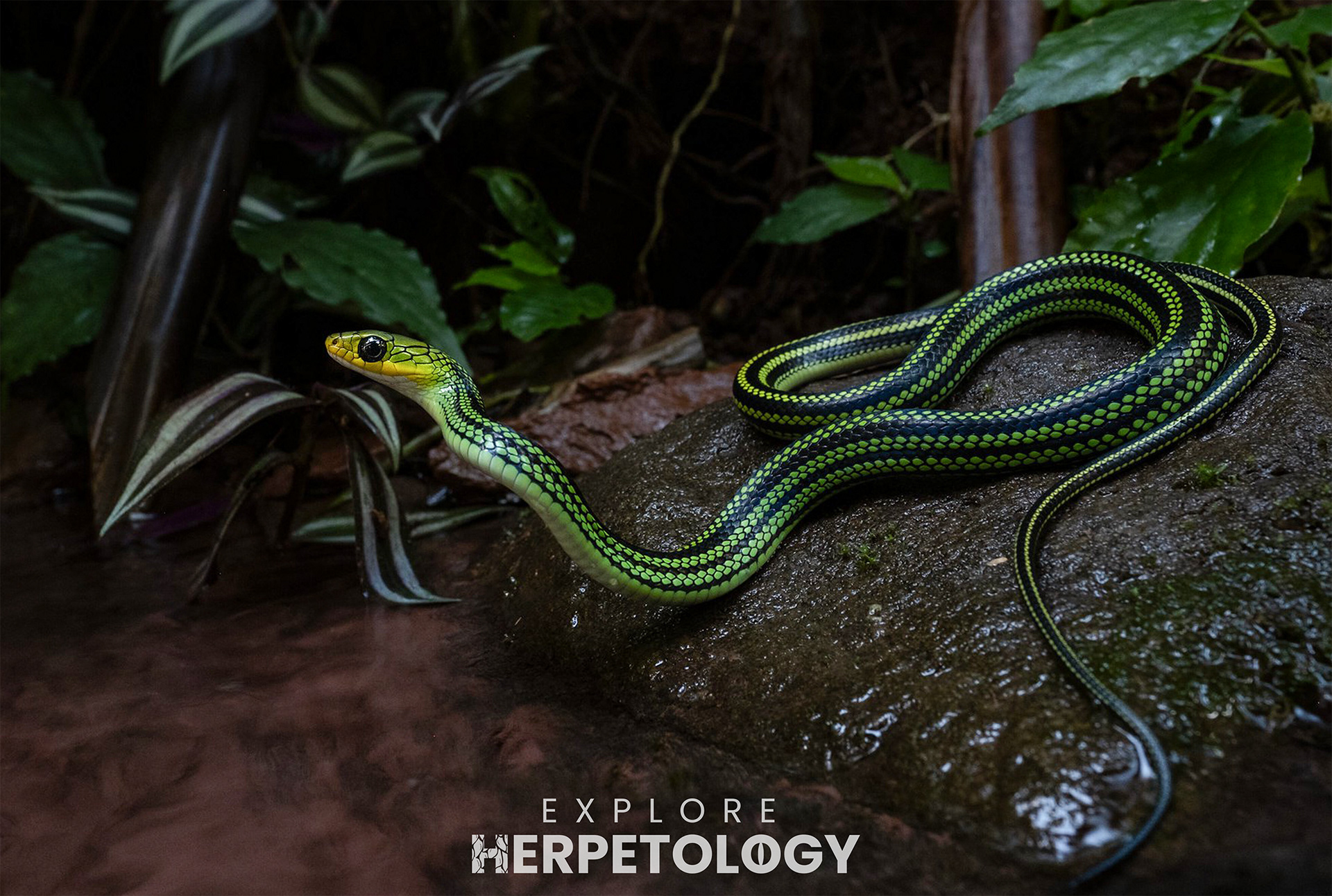 Ptyas nigromarginata