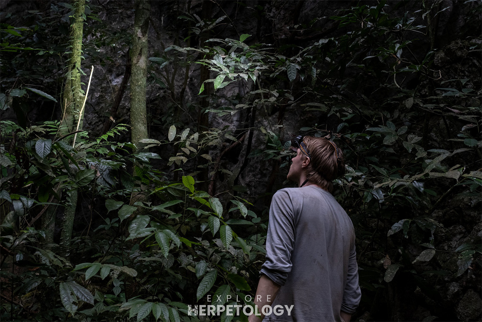 Exploring limestone karst forest
