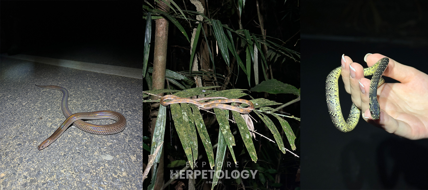 Left to right: Xenopeltis unicolor, Boiga drapiezii, Pareas cf. macularius.