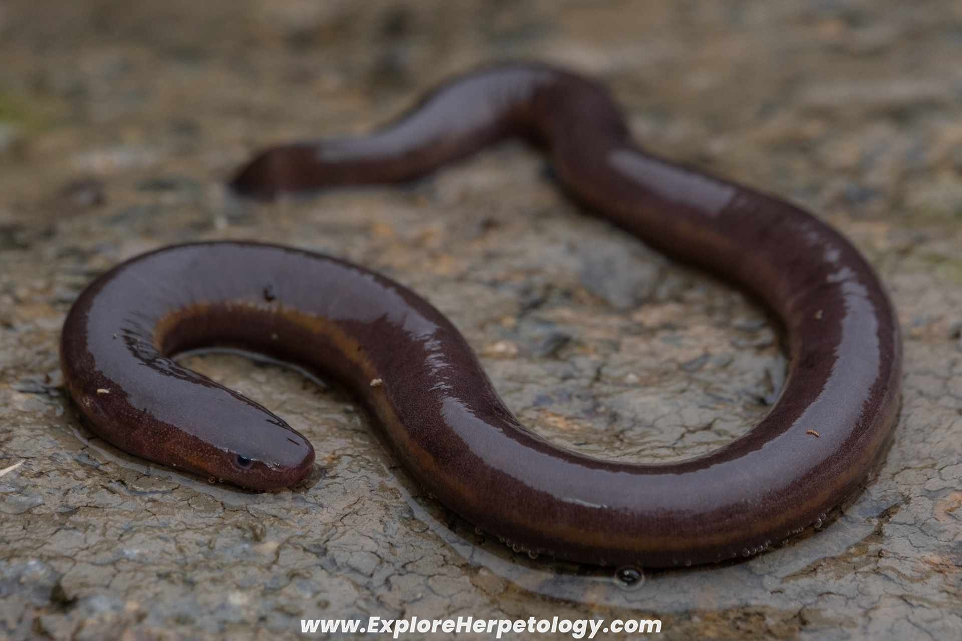 Banna caecilian (Ichthyophis bannanicus).
