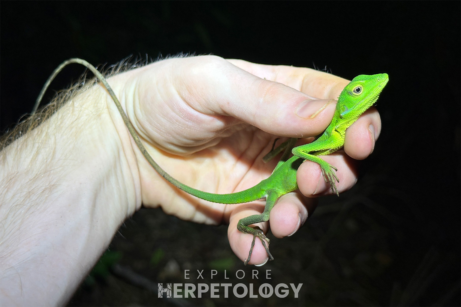 Raya green crested lizard (Brochocela rayanensis).