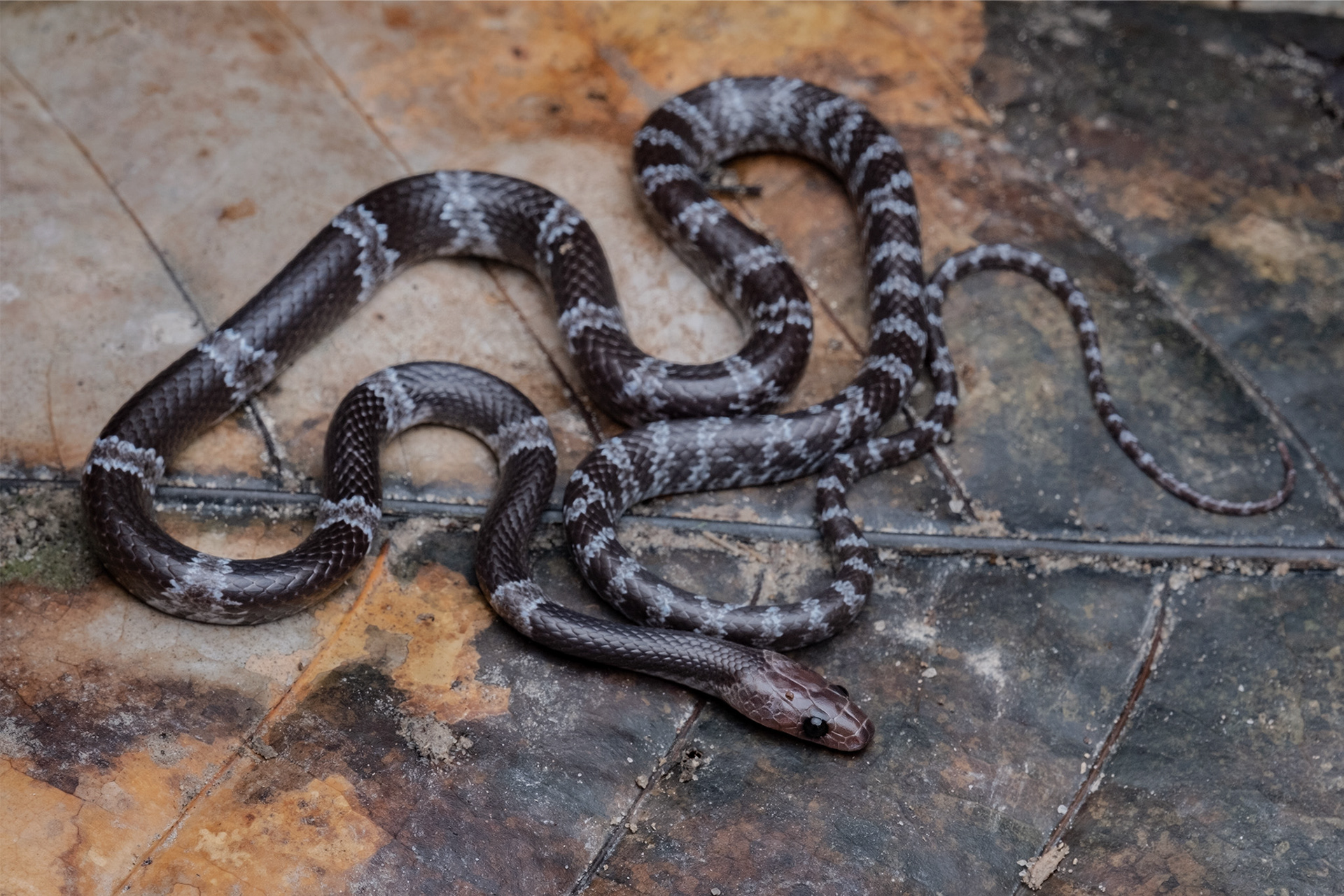 Gua Wang Burma wolf snake (Lycodon cavernicolus)