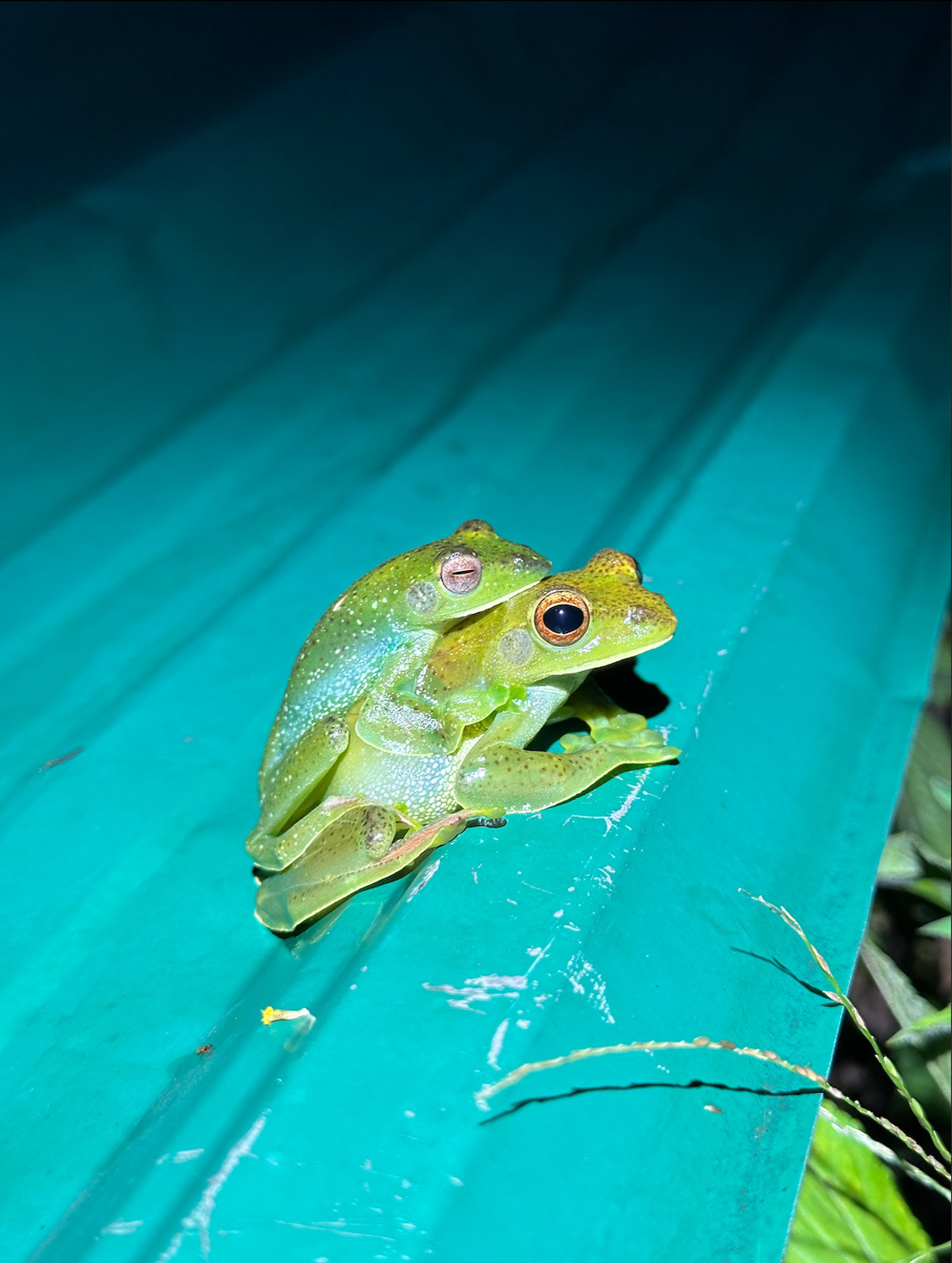 Amplexus Johor flying frogs (Zhangixalus prominanus).