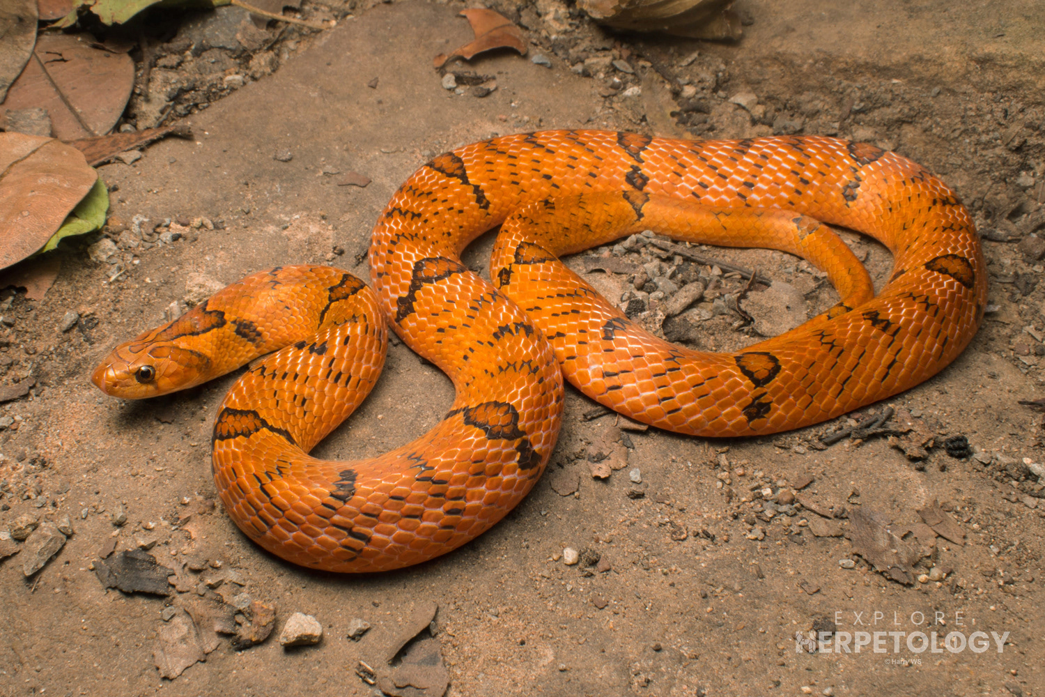 Red morph small-banded kukri snake (Oligodon fasciolatus).