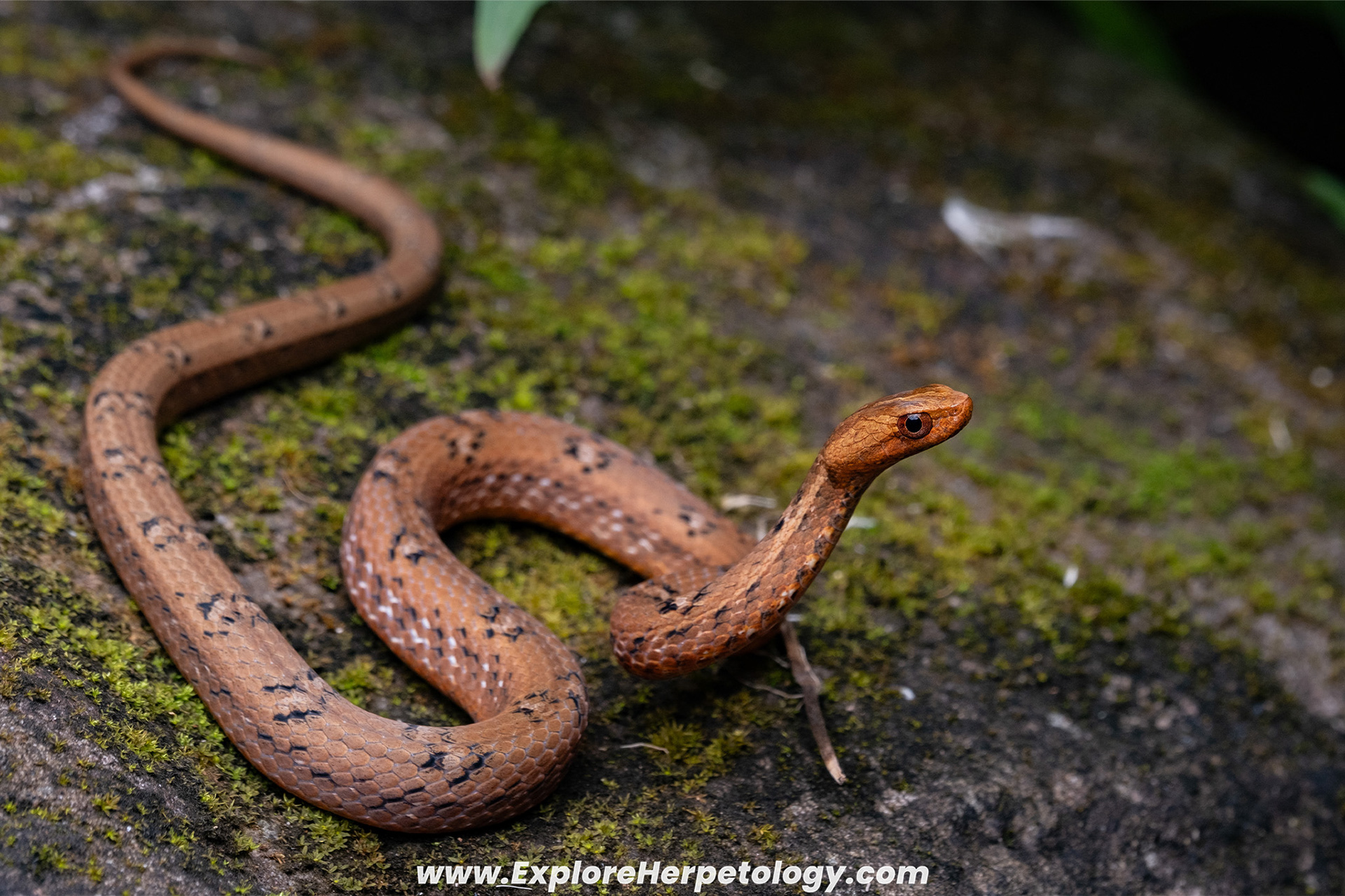 Mock viper (Psammodynastes pulverulentus)