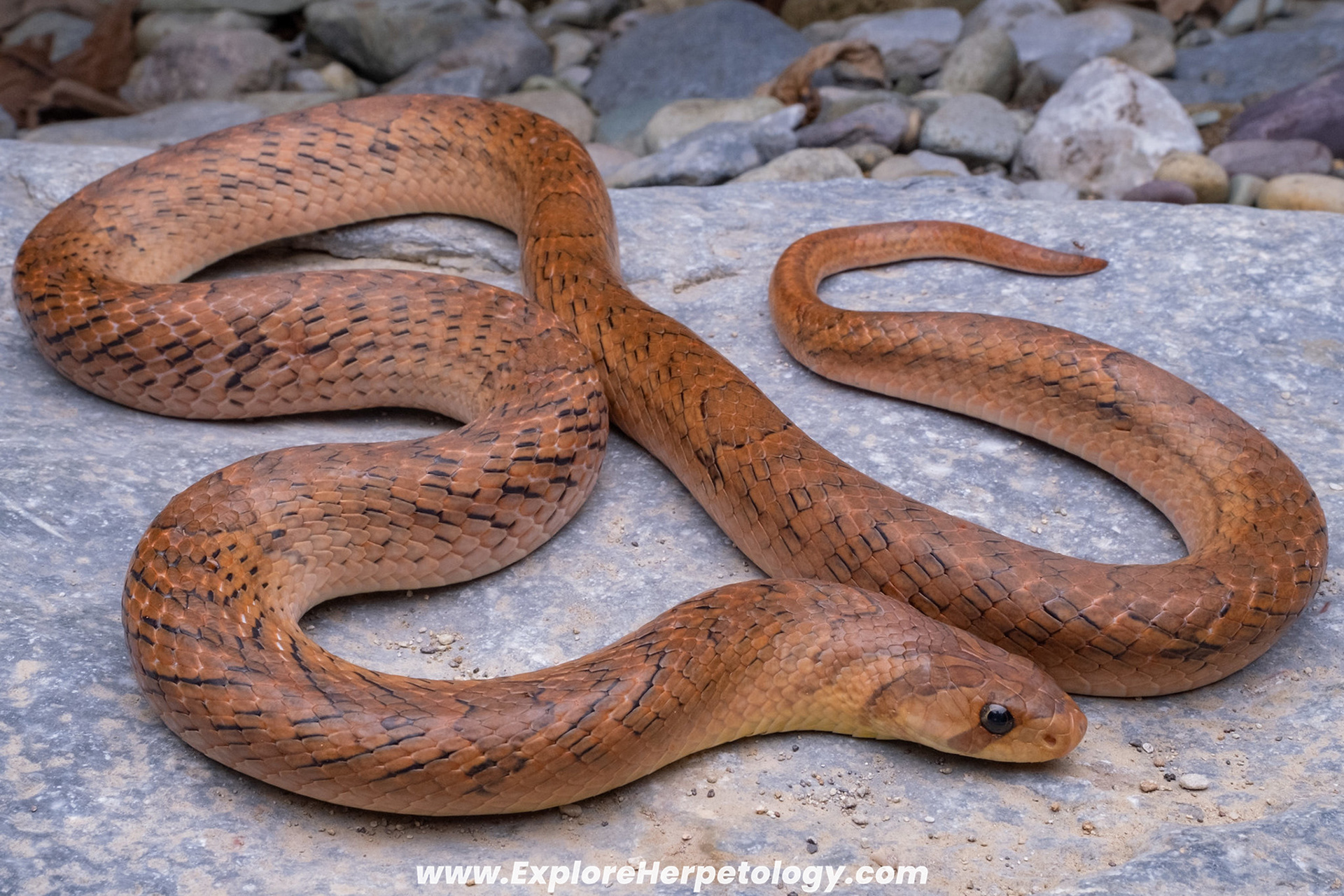 Small-banded kukri snake (Oligodon fasciolatus).