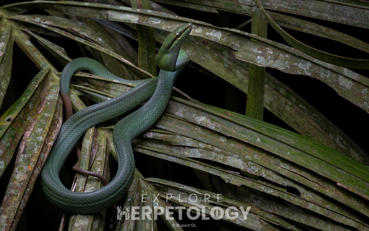 Red-tailed racer (Gonyosoma oxycephalum)