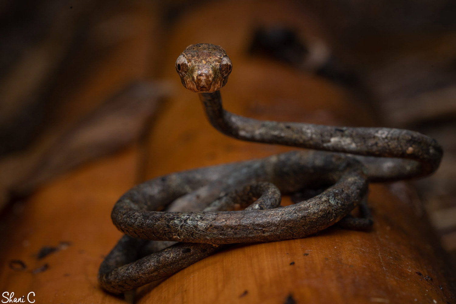 Blunt-headed slug snake (Aplopeltura boa).