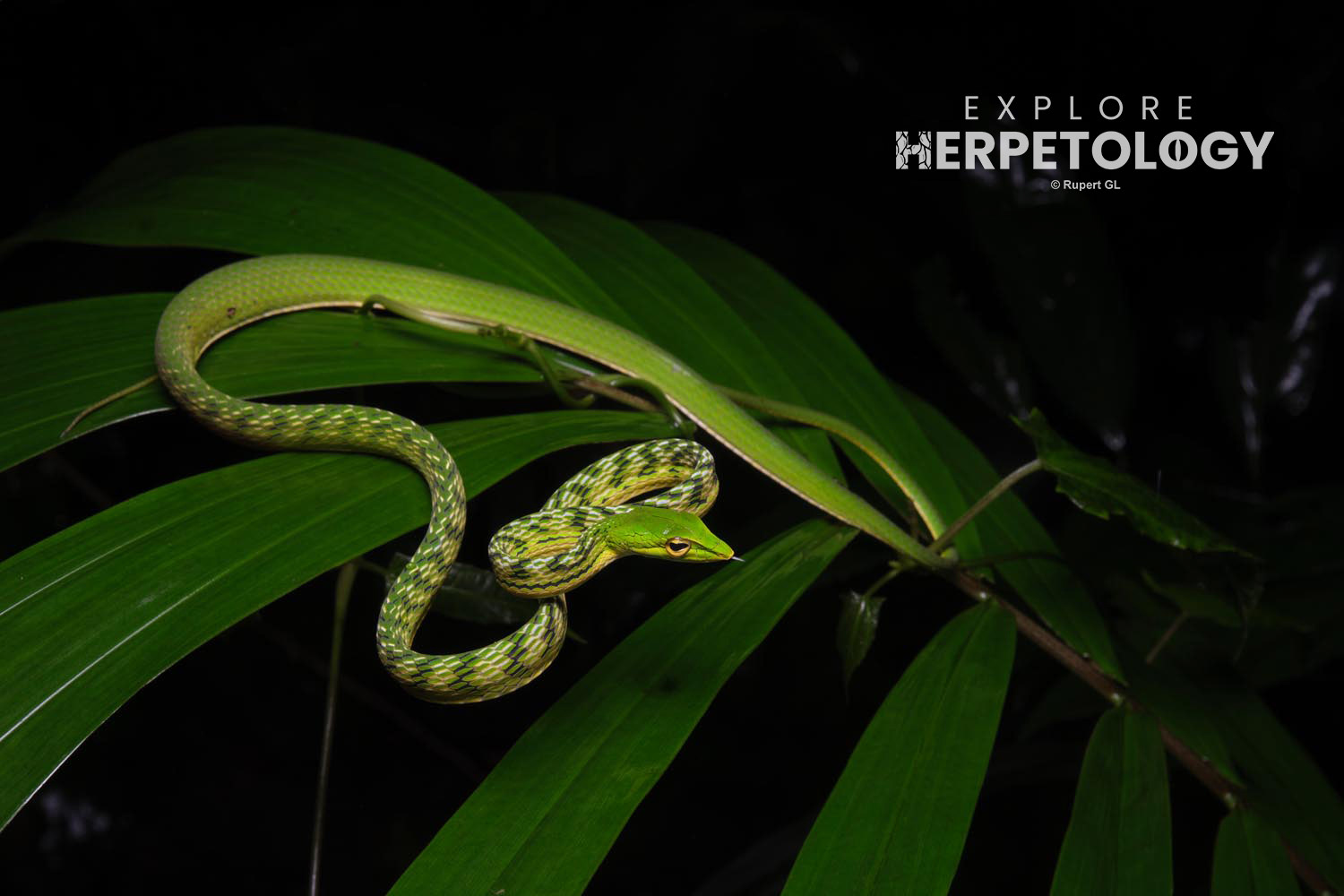 Malayan vine snake (Ahaetulla mycterizans)