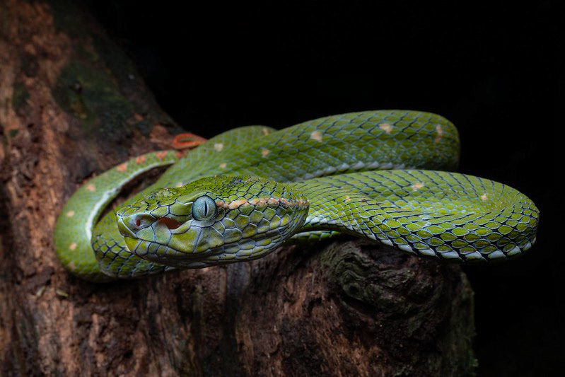 Hagen's pit viper (Trimeresurus hageni)