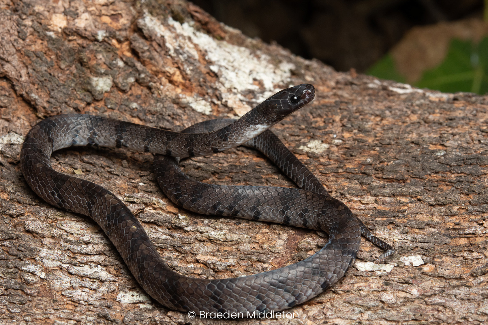 Smooth slug snake (Asthenodipsas laevis).