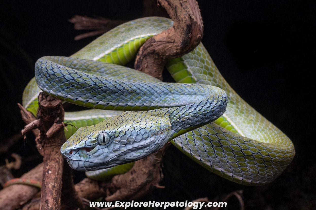 Hagen's pit viper (Trimeresurus hageni).
