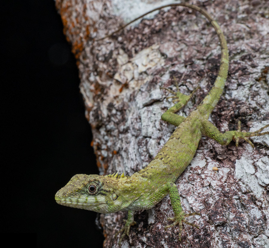 Khao Nan false bloodsucker (Pseudocalotes khaonanensis).