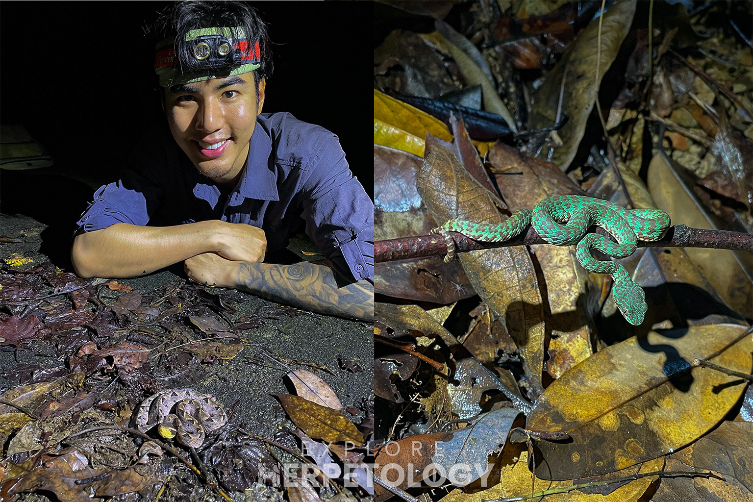 Left: Our guide Bank with the MPV. Right: Trimeresurus venustus juvenile.