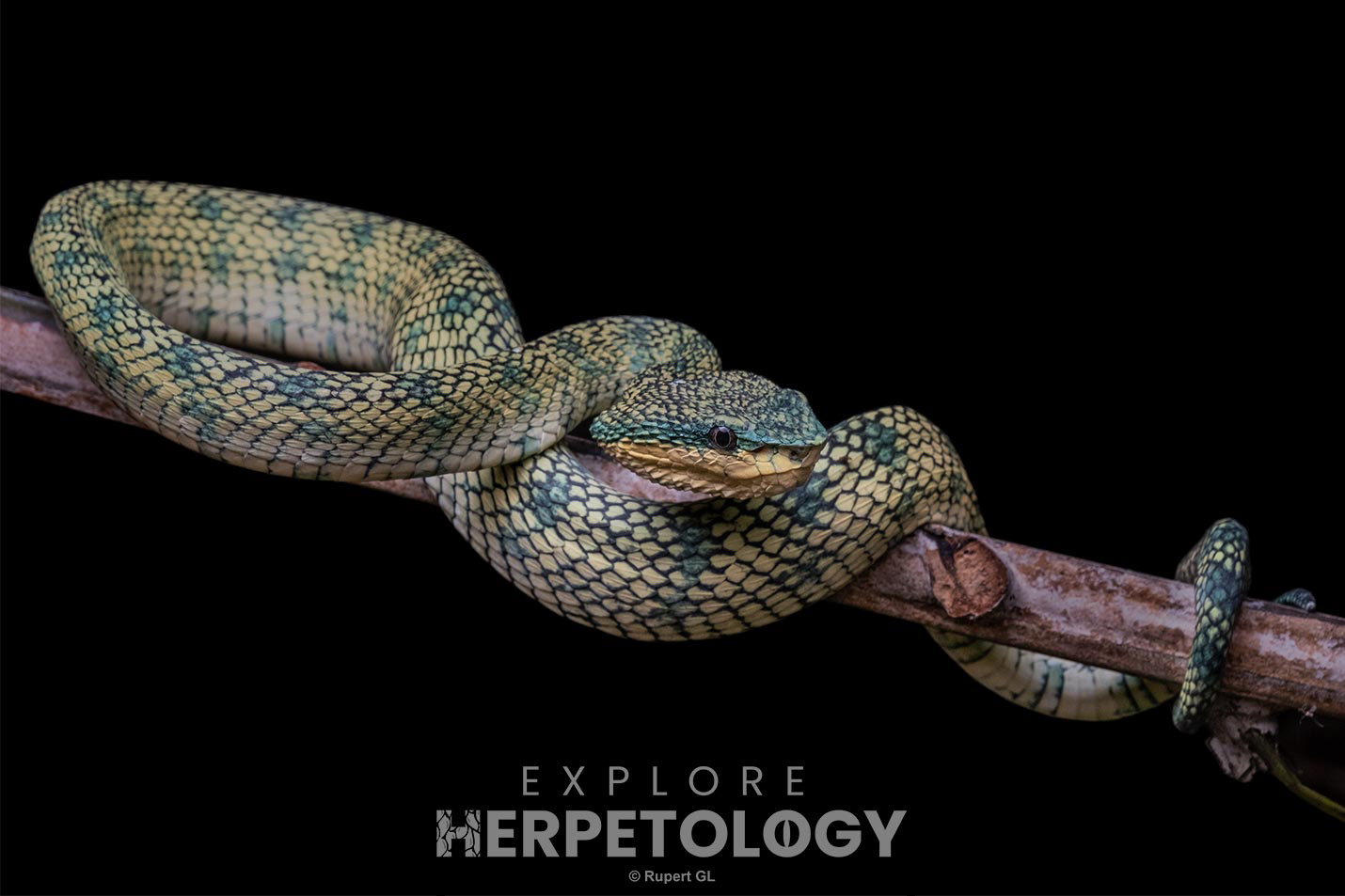 Subadult female Sulu clade Tropidolaemus cf. subannulatus