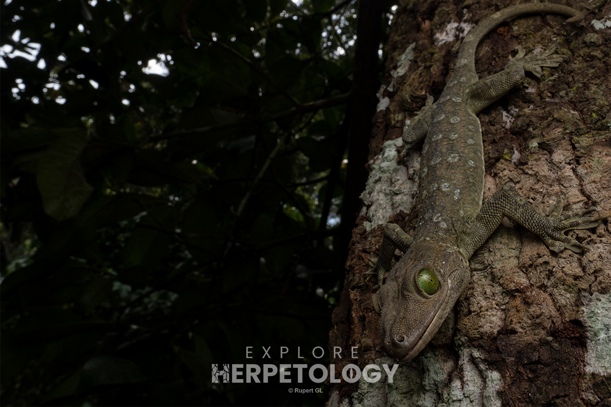 Smith's green-eyed gecko (Gekko smithi).