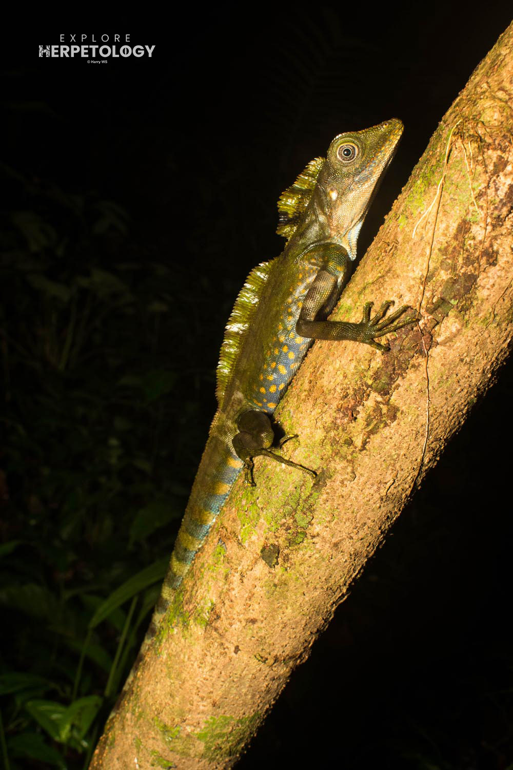 Great angle-headed lizard (Gonocephalus grandis)