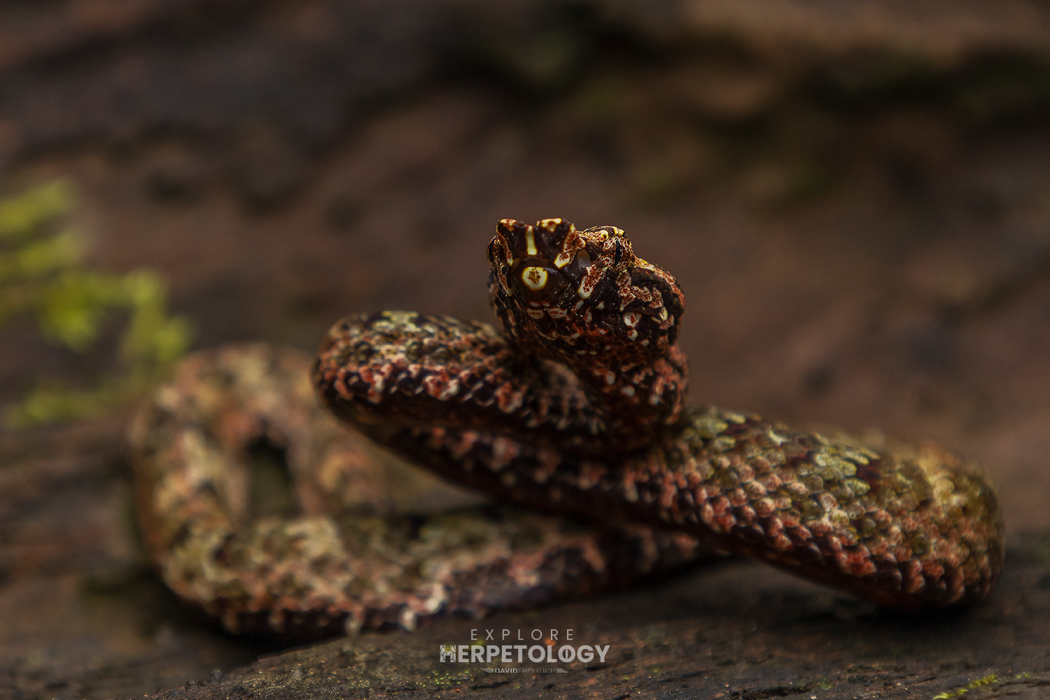 Wirot's pit-viper (Craspedocephalus wiroti) juvenile male