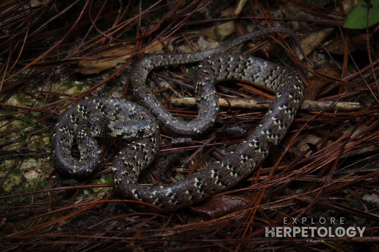Mountain slug snake (Pareas macularius)