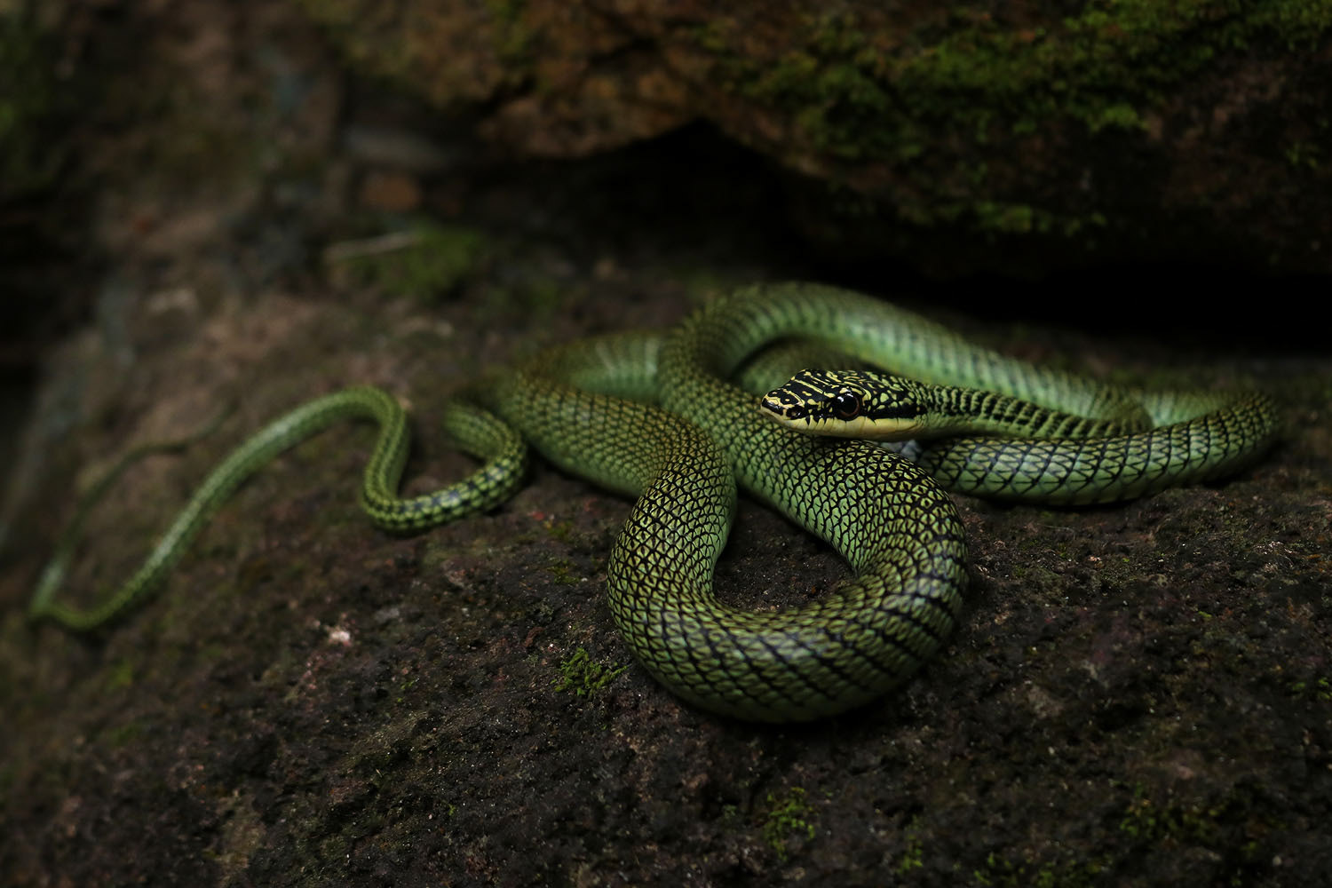 Golden tree snake (Chrysopelea ornata)