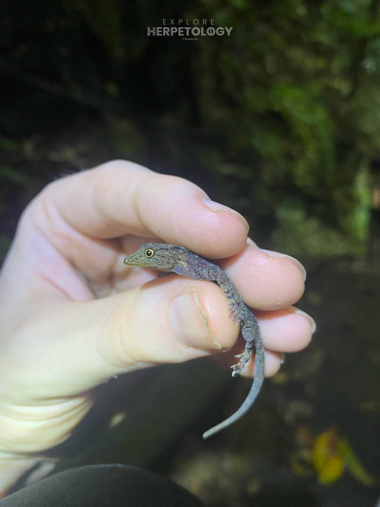 Chanard’s rock gecko (Cnemaspis chanardi)