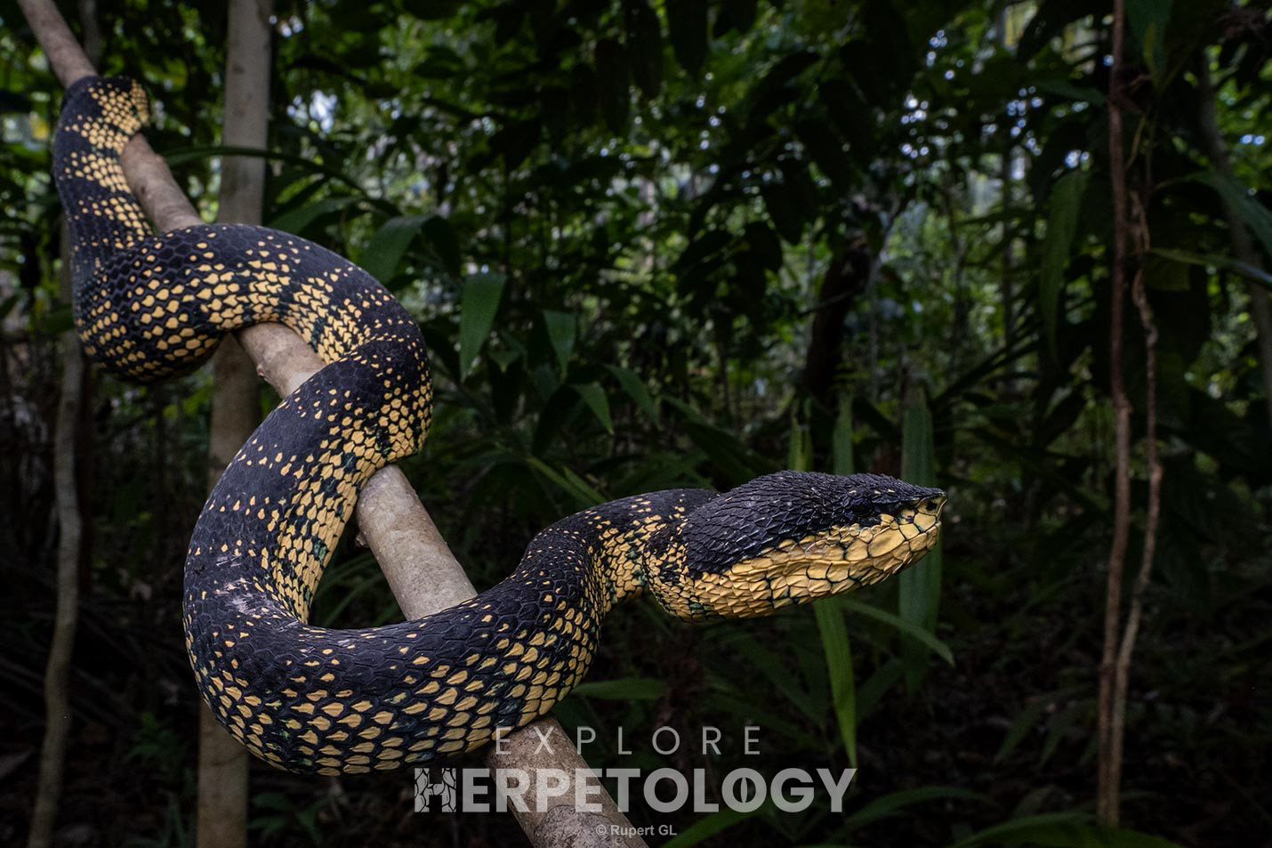 Adult female Tropidolaemus cf. subannulatus