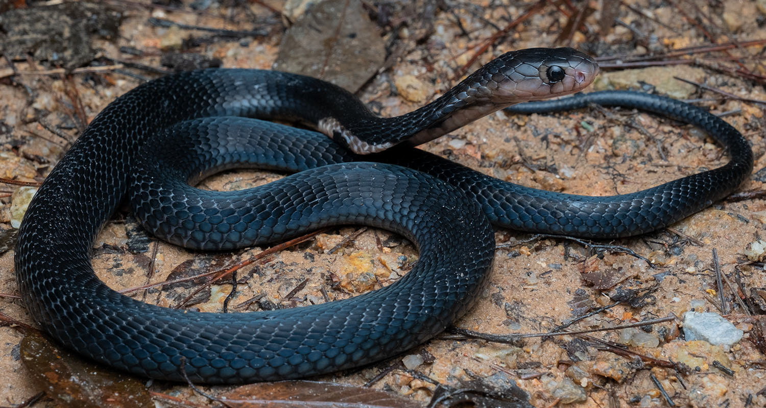 Sumatran cobra (Naja sumatrana) black morph.