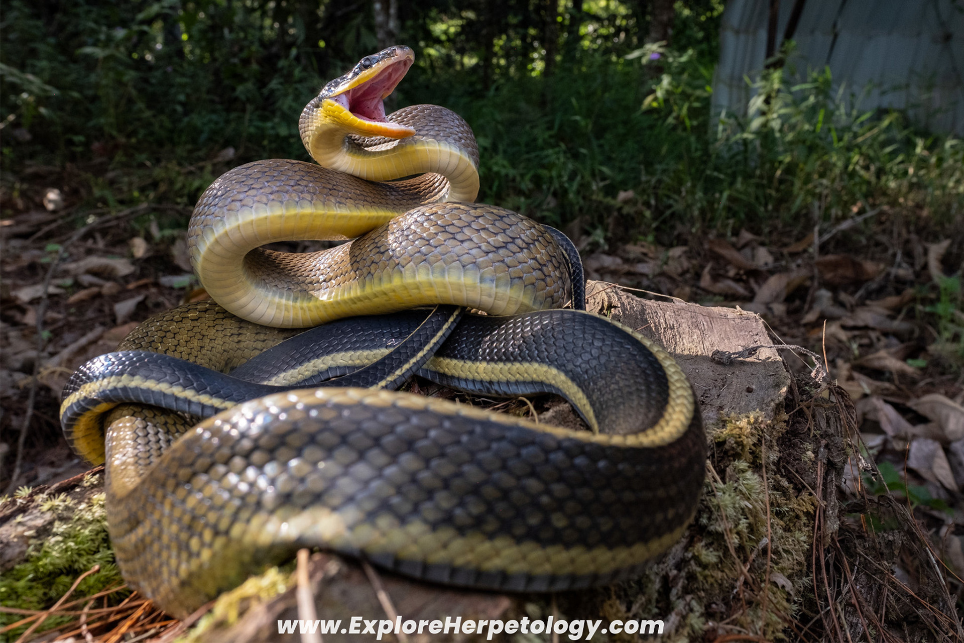 Sumatran beauty ratsnake (Elaphe taeniura grabowskyi).