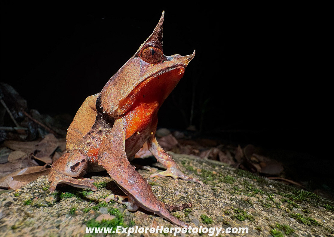 Long-nosed horned frog (Pelobatrachus nasuta).