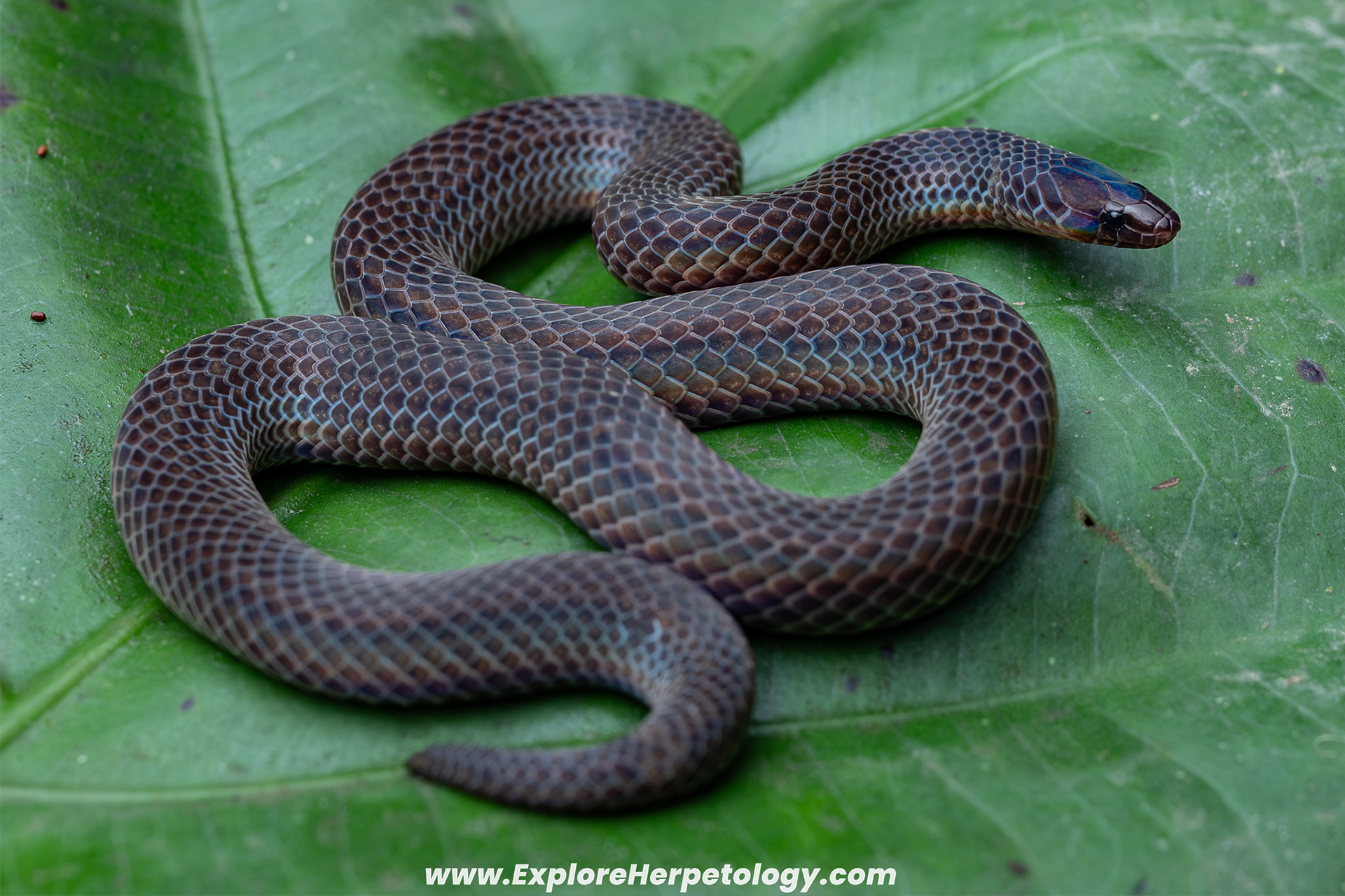 Eiselt's dwarf reed snake (Pseudorabdion eiselti).
