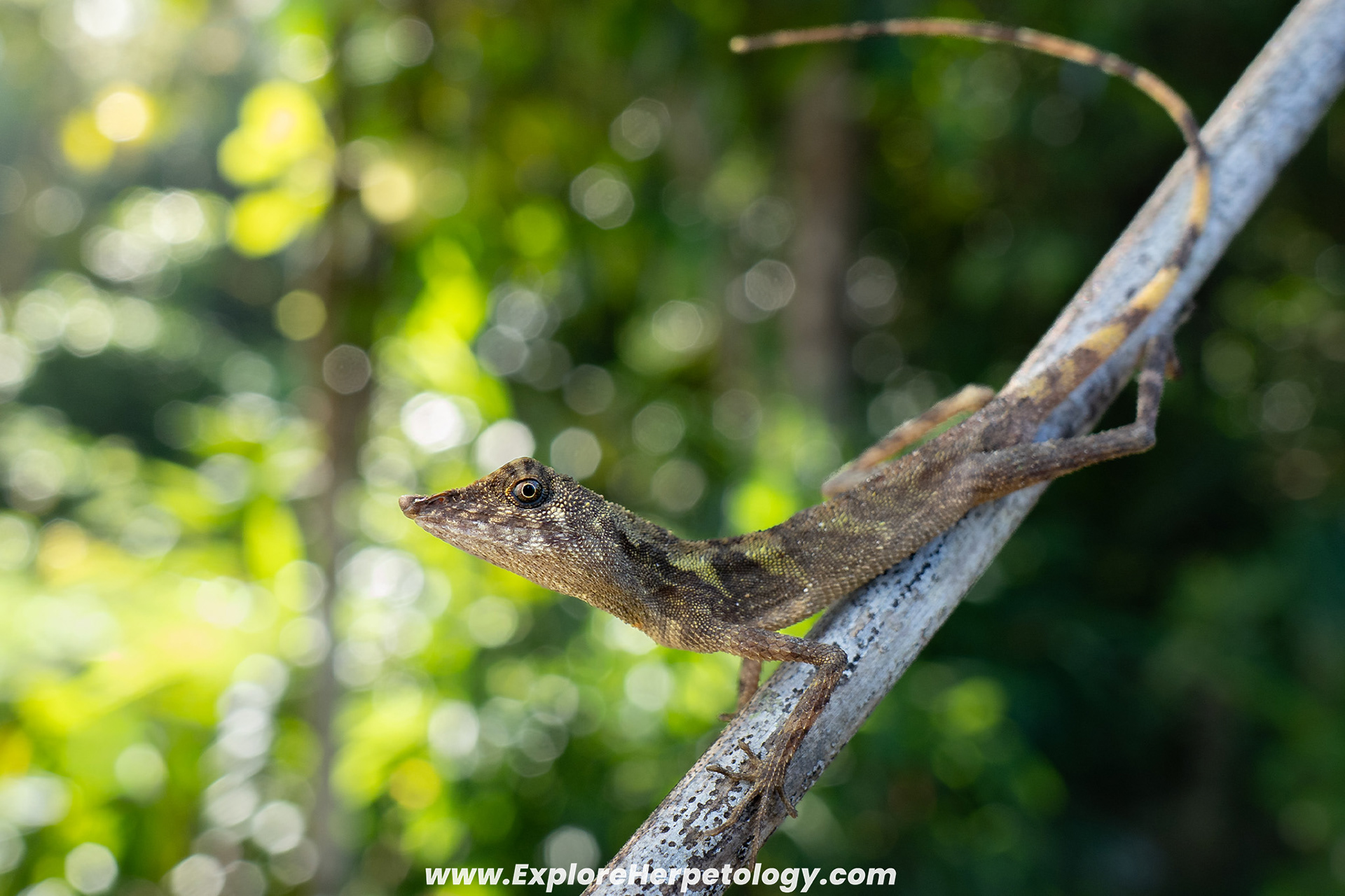 Sumatran earless agama (Aphaniotis acutirostris).