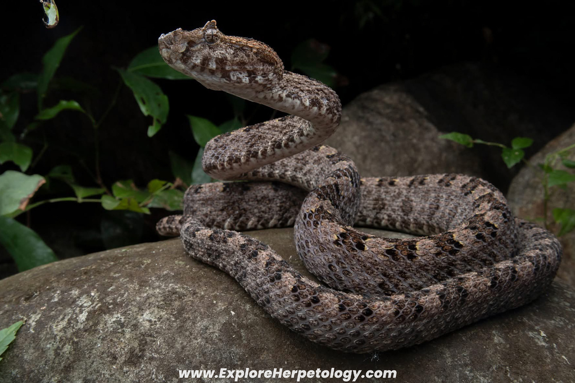 Three-horned lance-headed pit viper (Protobothrops sieversorum).