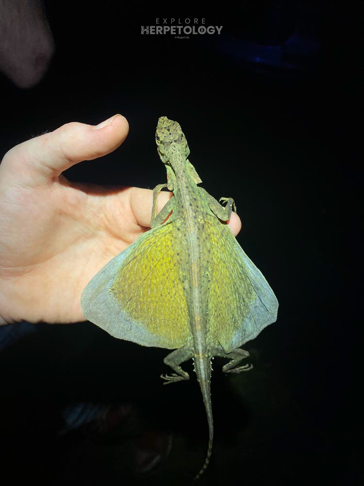 Blandford’s flying lizard (Draco blandfordi)