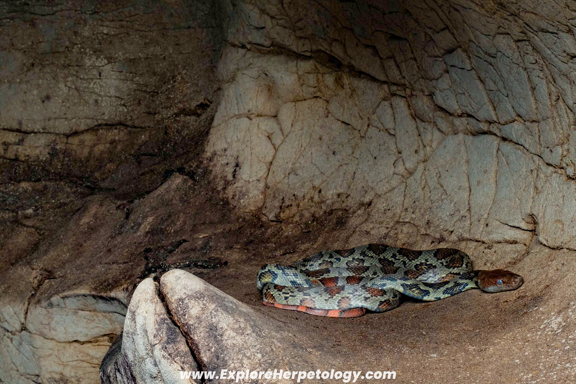 Moellendorff's cave ratsnake (Elaphe moellendorffi).