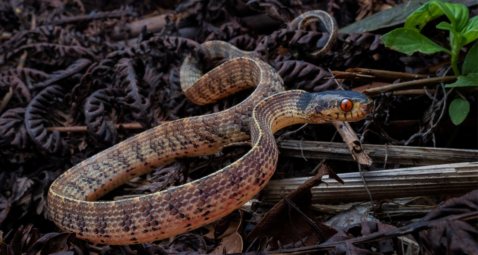 Vertebral slug snake (Asthenodipsas vertebralis).