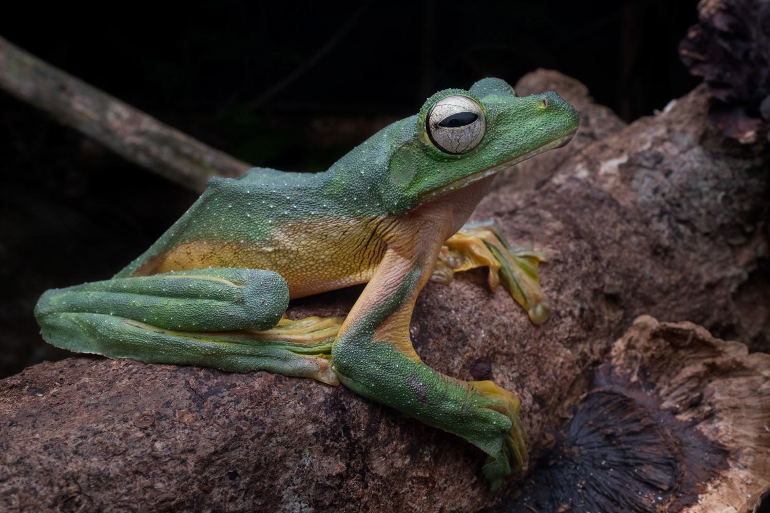 Wallace's flying frog (Rhacophorus nigropalmatus).