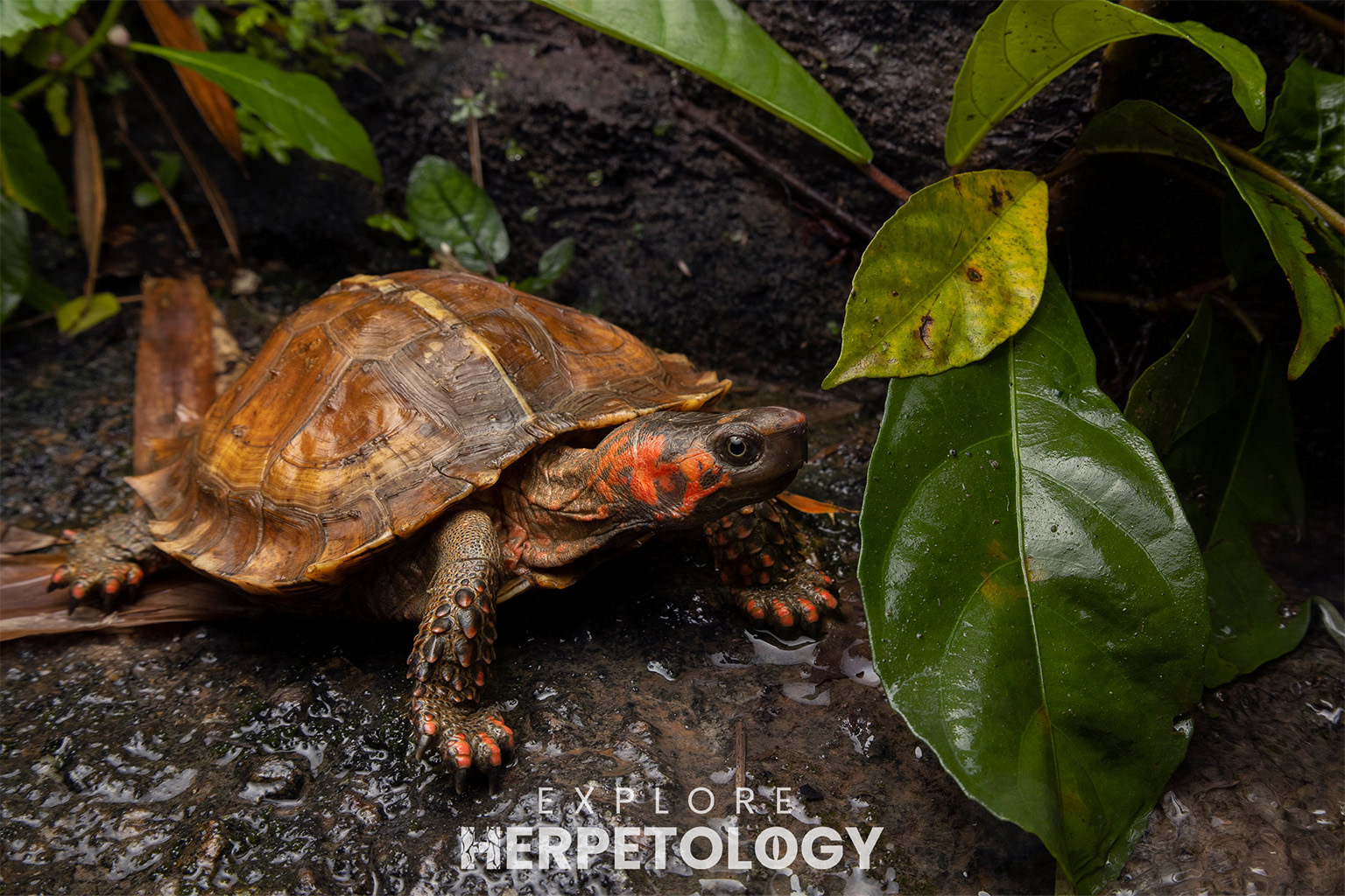 Spiny turtle (Heosemys spinosa)