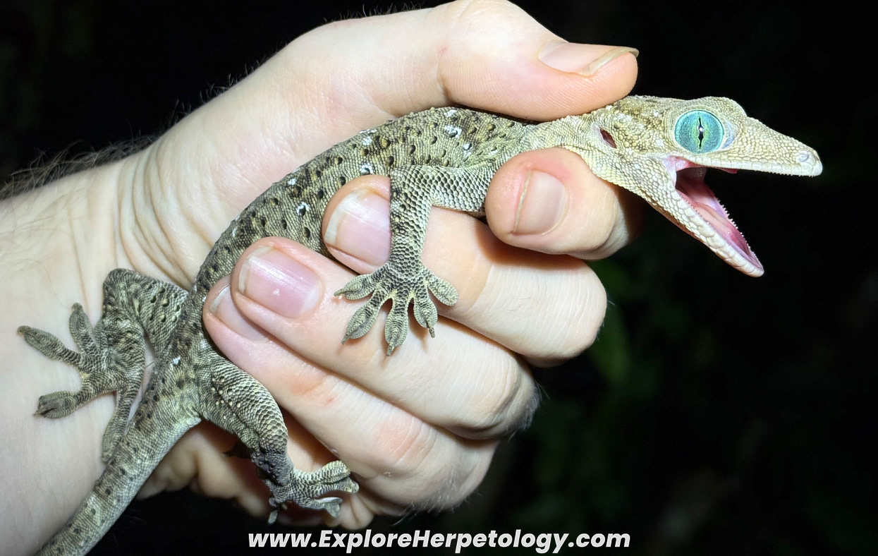 Giant green-eyed gecko (Gekko hulk).