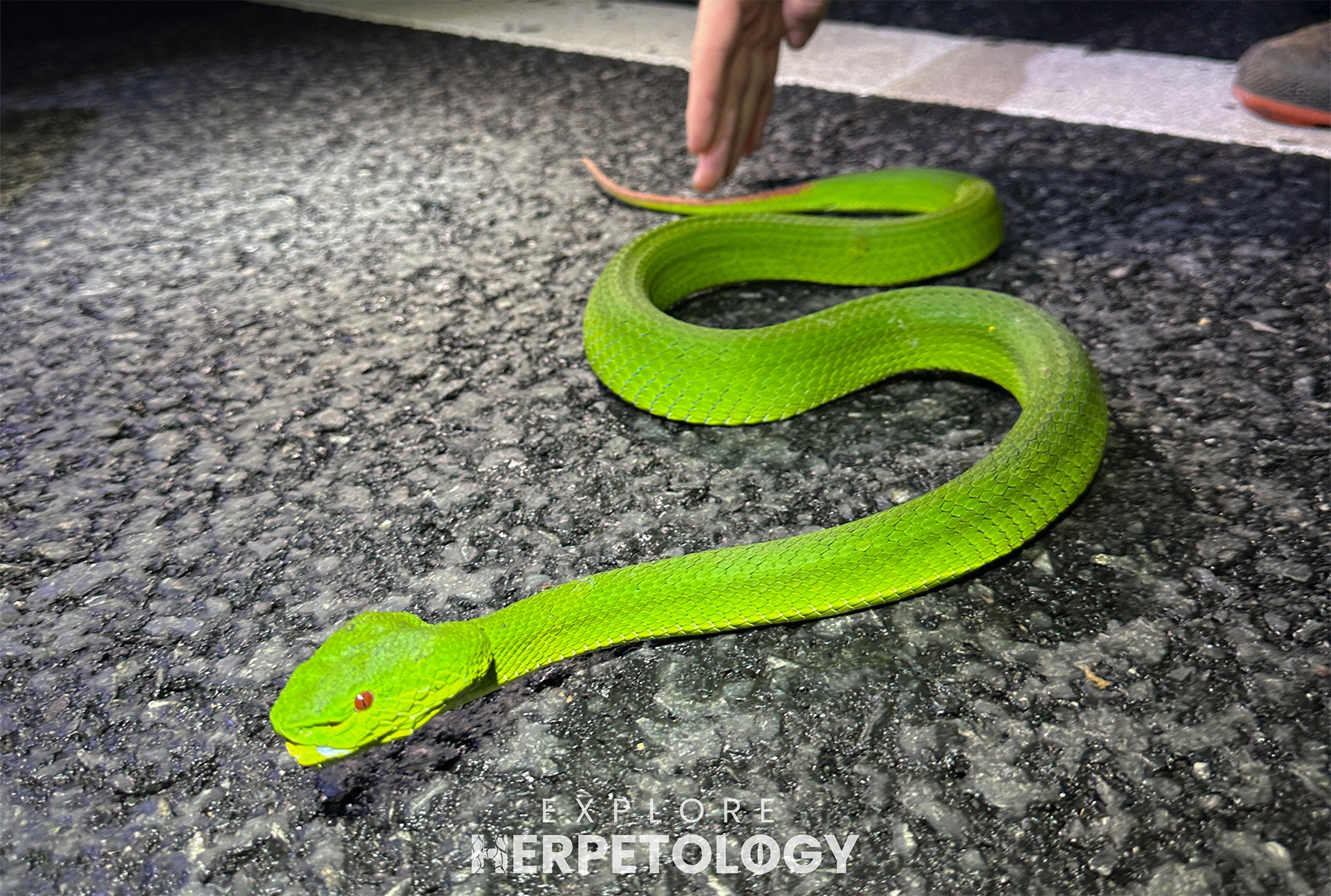 Trimeresurus lanna