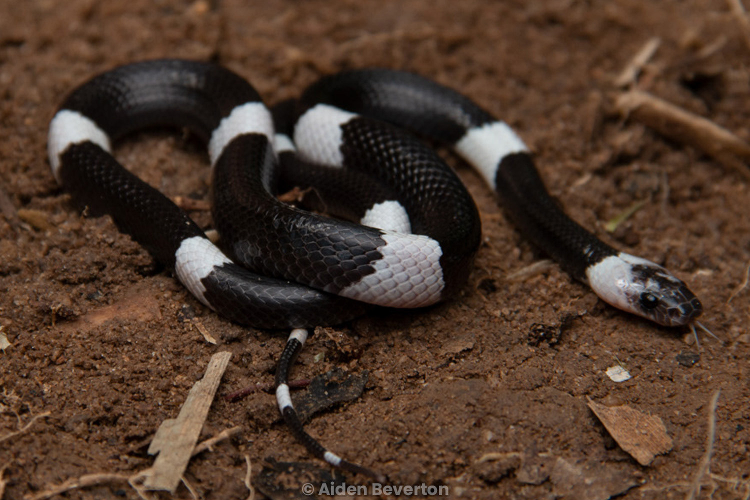 Malayan banded wolf snake (Lycodon subcinctus).