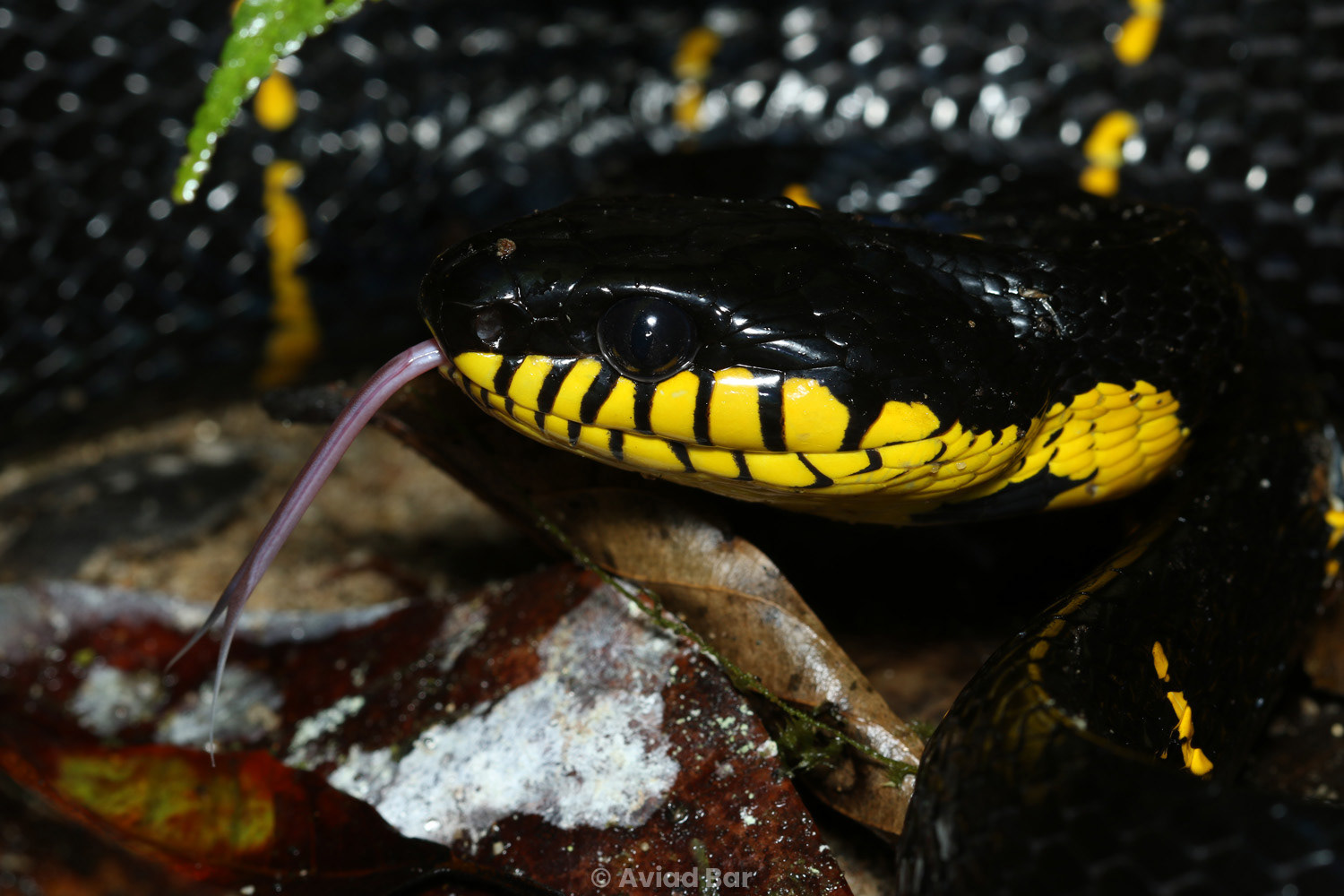 Mangrove cat snake (Boiga melanota).