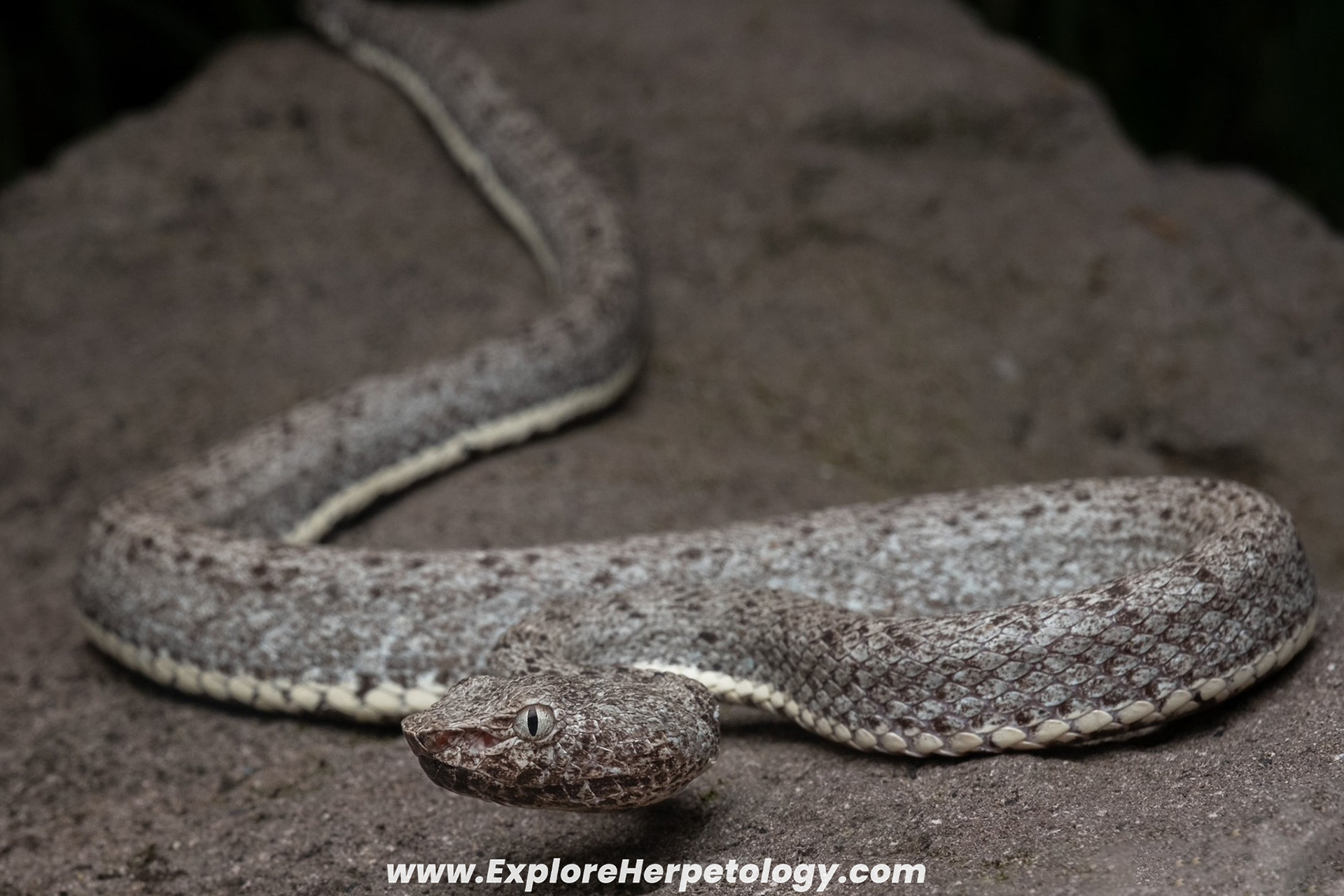 Mcgregor's pit viper (Trimeresurus mcgregori).