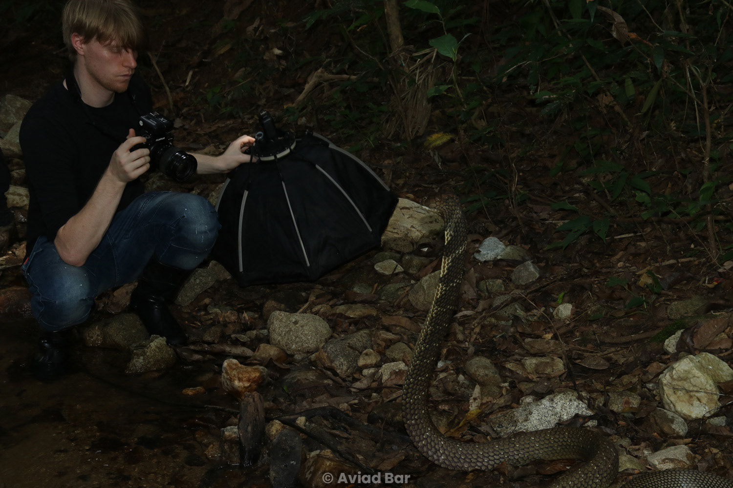 Rupert photographing the king cobra.